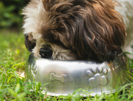 Eet- en drinkbak honden