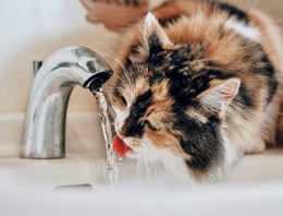 Eet- en drinkbak katten