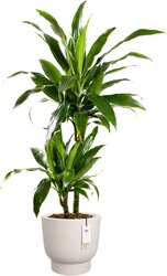 Elho Amber Grail 30 - Ø 30 x H 28 cm - Binnen en Buiten - 100% gerecycled - afbeelding 2