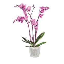 elho brussels orchidee 12,5cm transparent - afbeelding 3