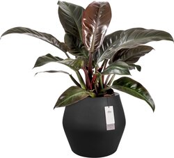 Elho June Split Low 46 - Ø 46 x H 42 cm - Binnen en Buiten - 100% gerecycled - afbeelding 2