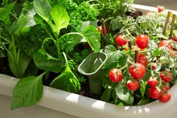 Elho Noa Kweektafel - Plantenbak - Kleur: Warm Grijs - Kweken En Oogsten - L 38.7 x W 78.5 x H 34.2 - afbeelding 2