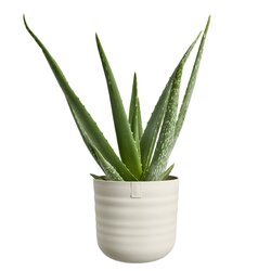 Elho Pot dune d25cm linnen wit - afbeelding 2
