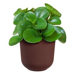 Elho Pot jazz d14cm dark burgundy - afbeelding 2
