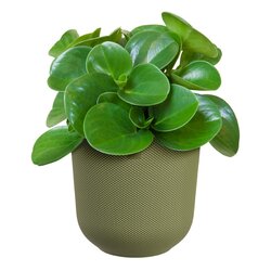 Elho Pot jazz d14cm may green - afbeelding 2
