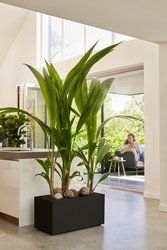 elho vivo next lang 80cm living black - afbeelding 2
