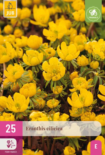 Eranthis cilicica 25st - afbeelding 1