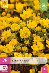 Eranthis cilicica 25st - afbeelding 2