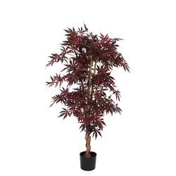 Mica Esdoorn rood in plastic pot