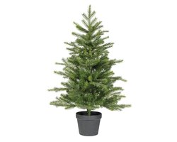 everlands Grandis mini boom binnen