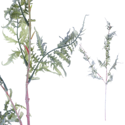 Fern Plant Green branch frickle