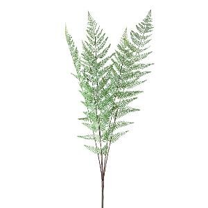 PTMD Fern Plant Green fern bush long
