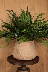 PTMD Fern Plant Green thread fern leaf bush - afbeelding 4