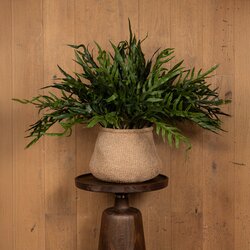 PTMD Fern Plant Green thread fern leaf bush - afbeelding 3