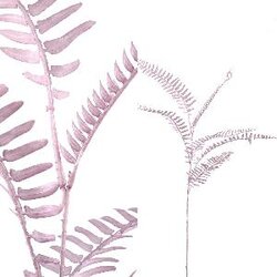 PTMD Fern Plant pink fern leaves spray