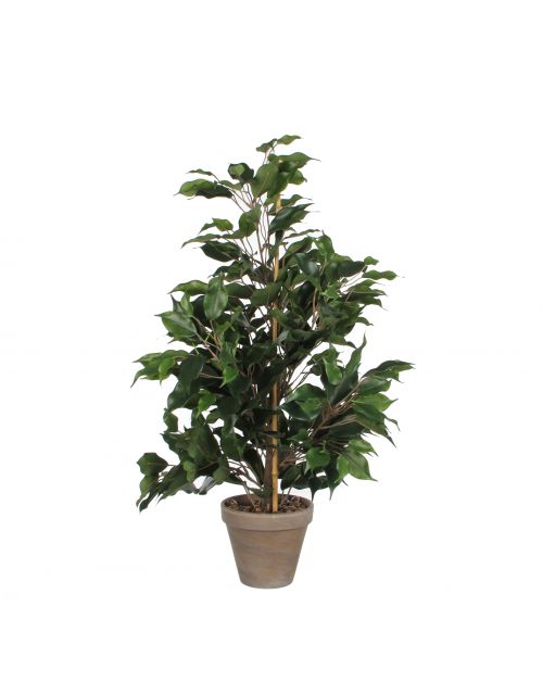 Ficus exotica groen in pot Stan grijs d13,5cm - h65xd40cm
