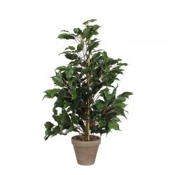 Ficus exotica groen in pot Stan grijs d13,5cm - h65xd40cm