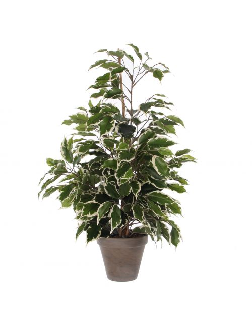 Ficus exotica groen bont in pot Stan grijs d13,5cm - h65xd60cm