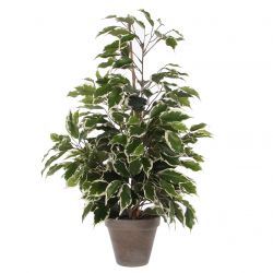 Ficus exotica groen bont in pot Stan grijs d13,5cm - h65xd60cm