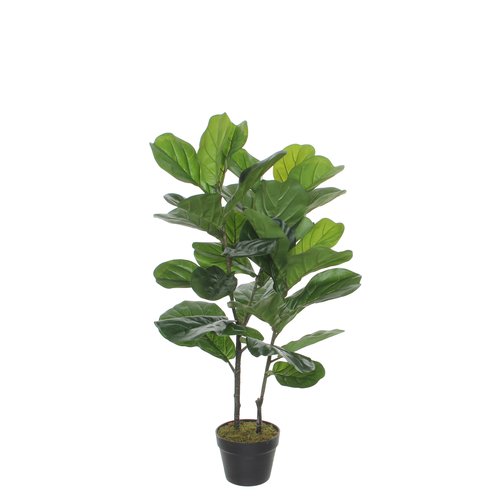 Mica Ficus Lyrata in plastic pot groen