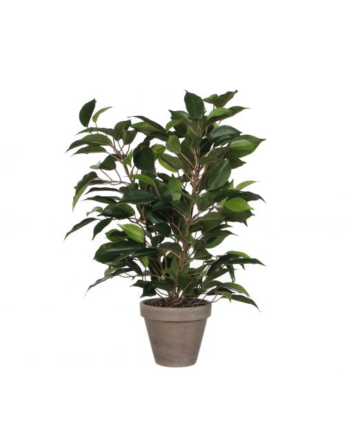 Ficus Natasja groen in pot Stan grijs d11,5cm - h40xd30cm