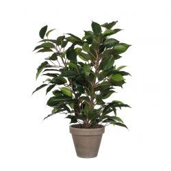 Ficus Natasja groen in pot Stan grijs d11,5cm - h40xd30cm