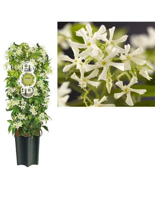 FleuraTerrazza Trachelospermum jasminoides 75 cm