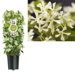 FleuraTerrazza Trachelospermum jasminoides 75 cm