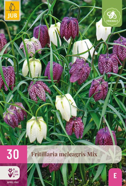 Fritillaria meleagris mix 30st - afbeelding 1