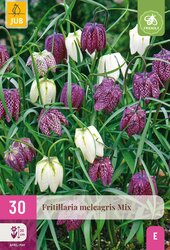 Fritillaria meleagris mix 30st - afbeelding 2