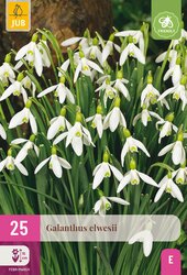 Galanthus elwesii 25st - afbeelding 2