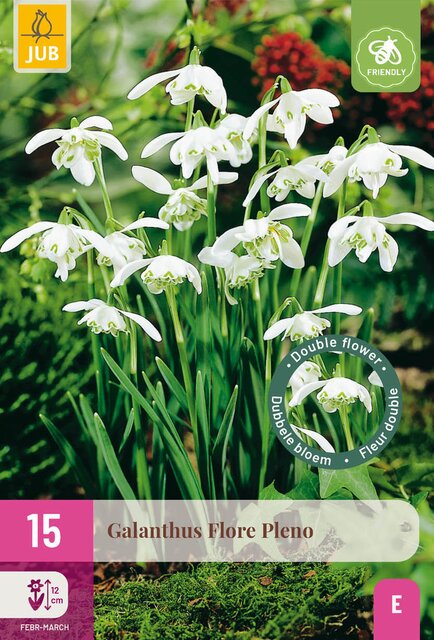 Galanthus flore pleno 15st - afbeelding 1