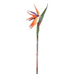 PTMD Garden Flower orange bird of paradise flower
