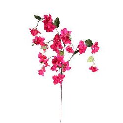 PTMD Garden Flower Pink bougainvillea with leaves long