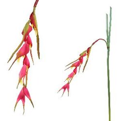 PTMD Garden Flower pink heliconia rostrata stem L