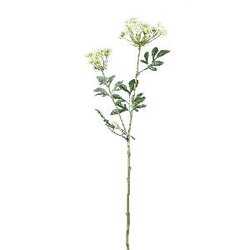 PTMD Garden Flower White ammi green mist spray