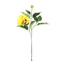 PTMD Garden Flower yellow Hibiscus with bud