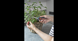 Gardena freshcut kruiden oogstschaar - afbeelding 8