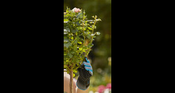 Gardena handschoenen rozenonderhoud maat m - afbeelding 5
