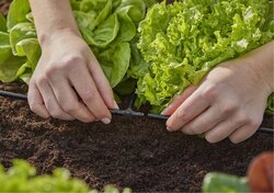 Gardena Micro-Drip system T-stuk 10 stuks - afbeelding 3