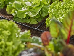 Gardena Micro-Drip system T-stuk 10 stuks - afbeelding 2