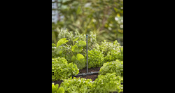 Gardena Micro sproeier 360 5 stuks - afbeelding 4