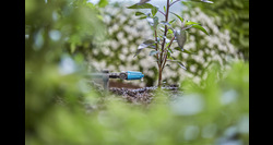 Gardena regelbare druppelaar - afbeelding 6