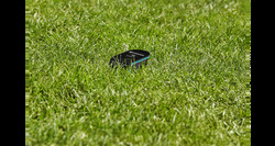 Gardena smart irrigation control sensor set - afbeelding 5