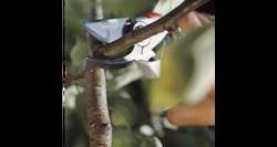 Gardena snoeischaar premium bp 50 - afbeelding 3