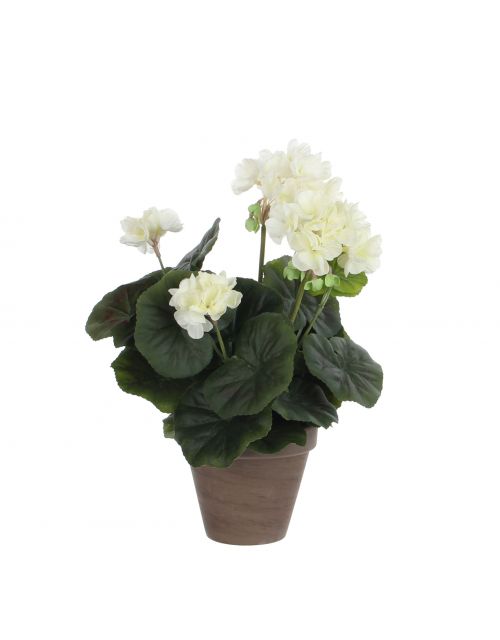 Geranium creme in pot Stan grijs d11,5cm - h34xd20cm