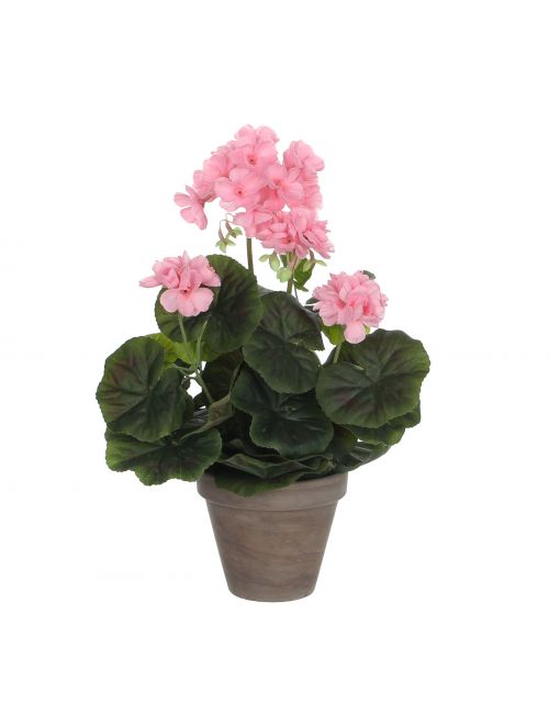 Geranium roze in pot Stan grijs d11,5cm - h34xd20cm