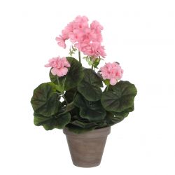 Geranium roze in pot Stan grijs d11,5cm - h34xd20cm
