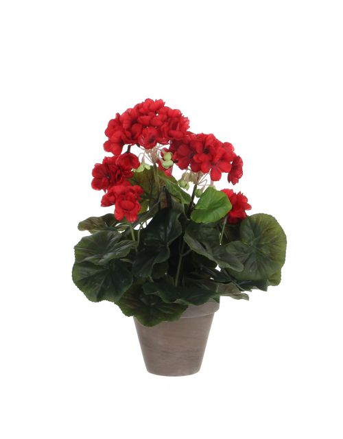 Geranium rood in pot Stan grijs d11,5cm - h34xd20cm