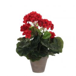 Geranium rood in pot Stan grijs d11,5cm - h34xd20cm